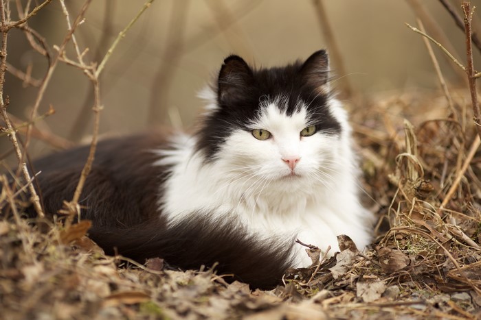 Black and white cat lying in dry leaves