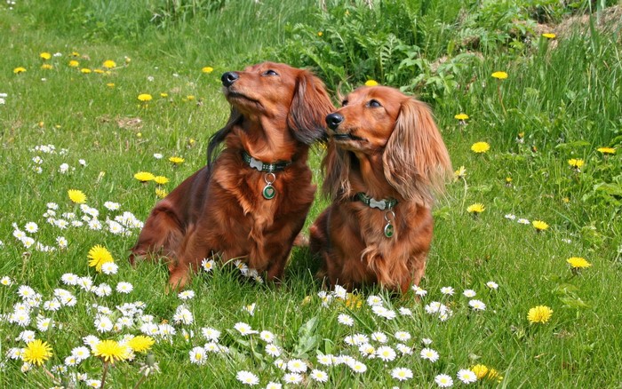 Two long-haired dachshunds sitting in a field of daisies and dandelions
