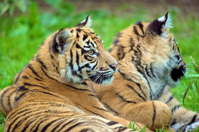 Two tiger cubs lying on green grass