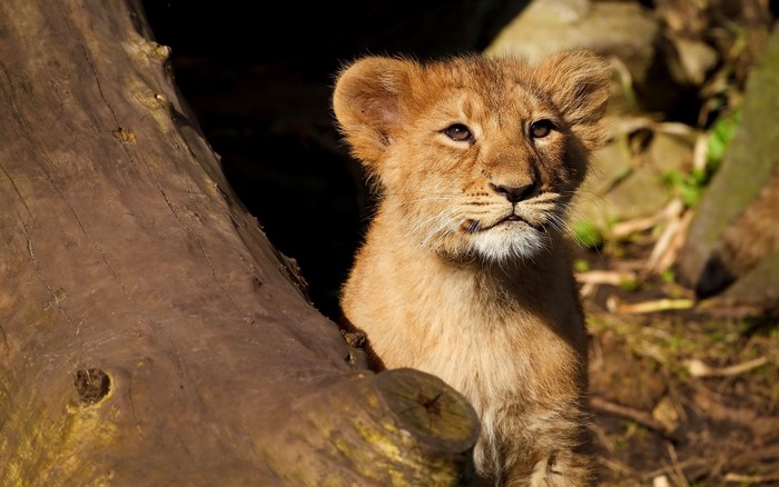 Lion cub peeking from behind a log