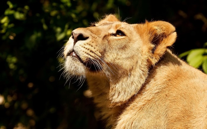 Close-up of a lioness looking up