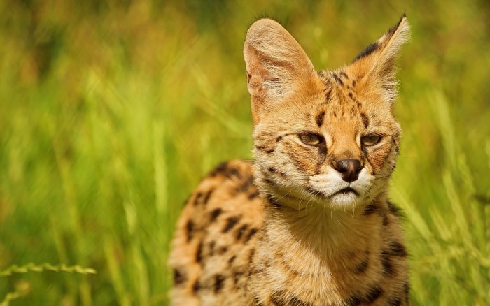Serval cat in tall green grass