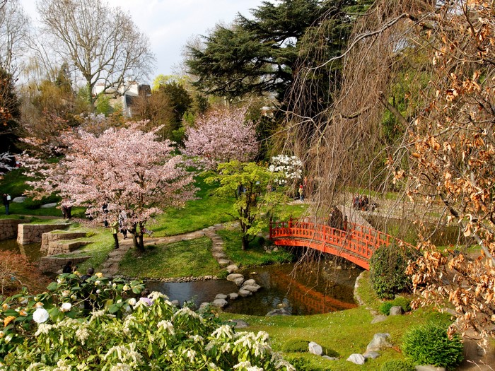 Japanese Garden with Cherry Blossoms and Red Bridge
