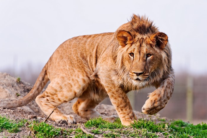 A young lion walks on grassy terrain