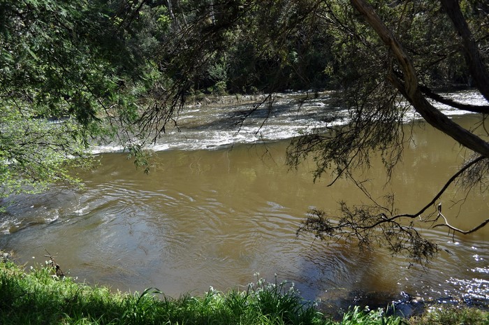 River flowing through a forest with trees