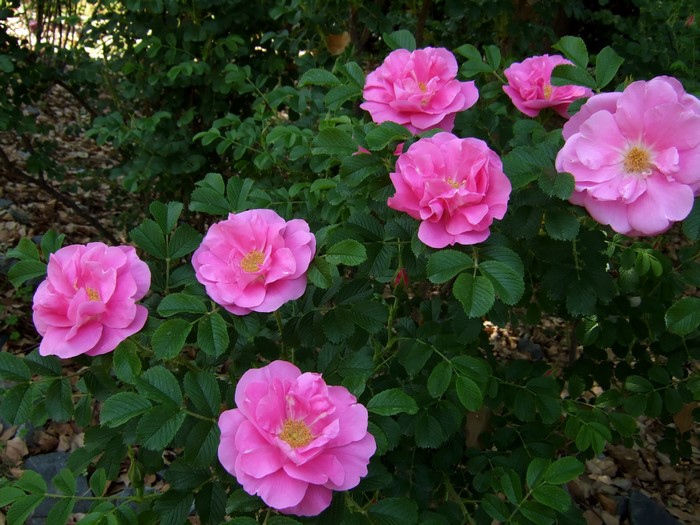 Pink roses blooming on a bush