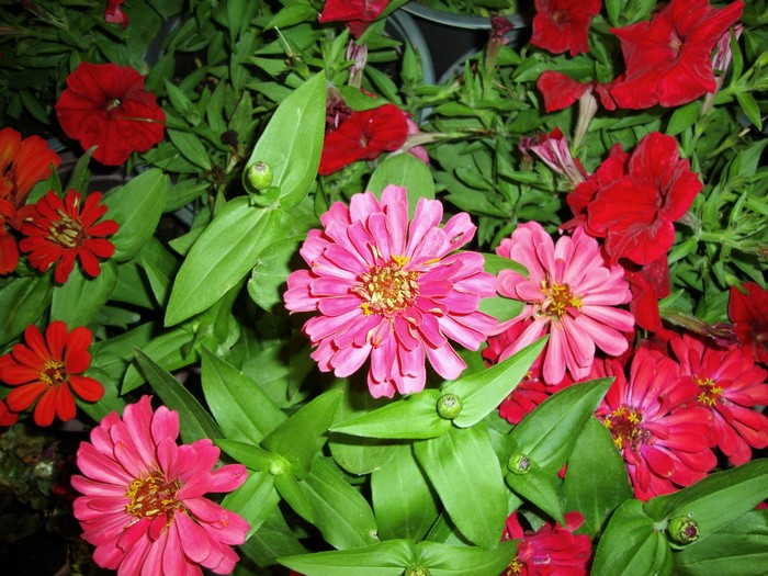 Pink and red zinnias with green leaves