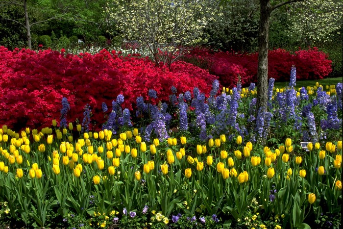 A vibrant garden with red, yellow, and purple flowers