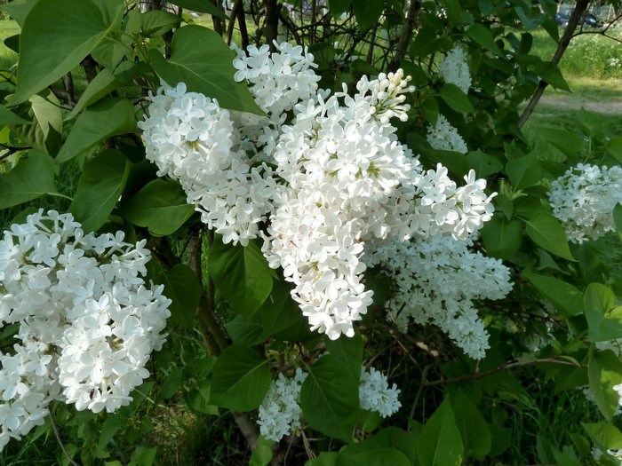 White Lilac Flowers on a Bush