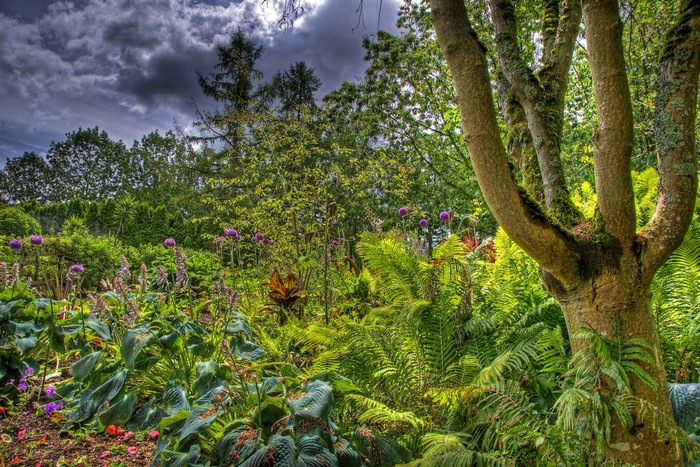 A lush garden with purple alliums and ferns