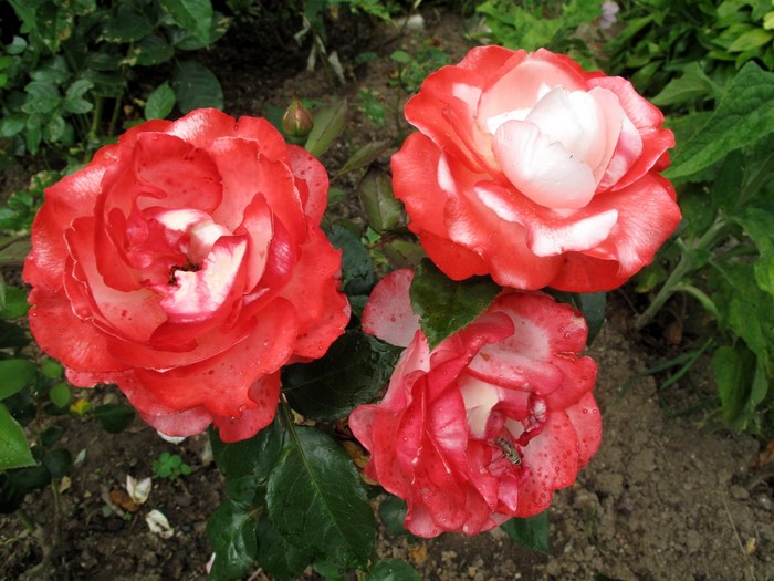 Three bicolor roses with red and white petals
