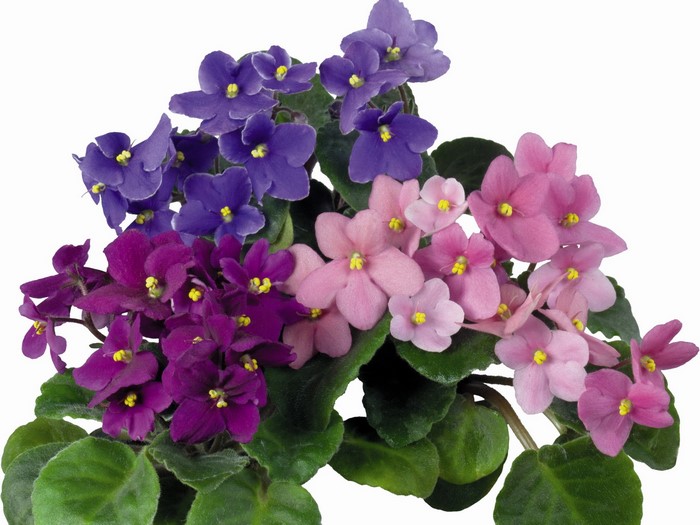 African Violets in various colors