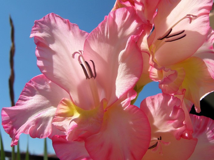 Delicate Pink Gladiolus Flowers in Bloom