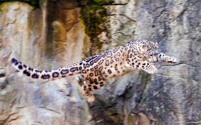 Snow leopard leaping in front of a rocky cliff