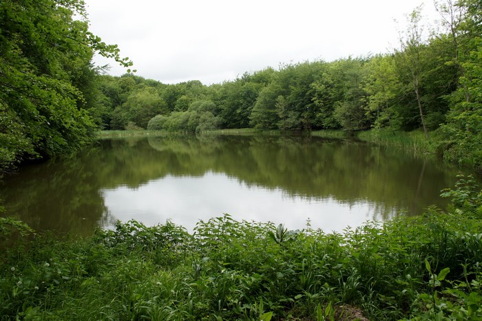 Lake surrounded by trees