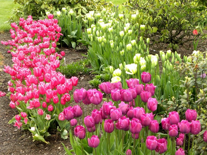 Rows of Pink and White Tulips in a Garden