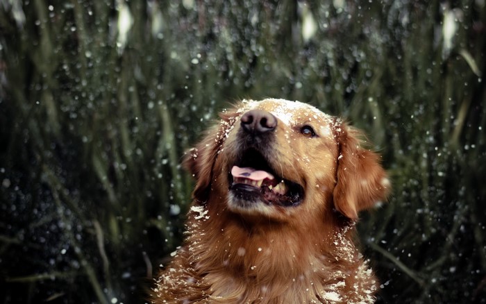 Golden Retriever dog in snow