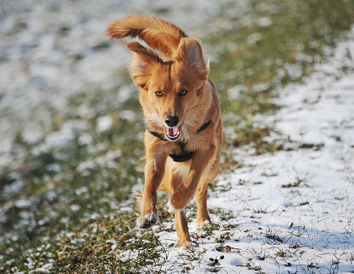 Golden dog running in the snow