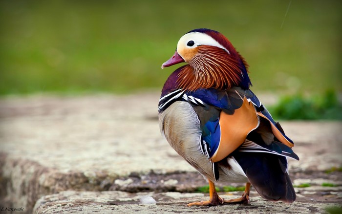 Mandarin duck standing on a stone