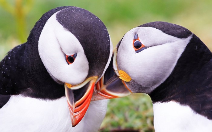 Two puffins with colorful beaks close together