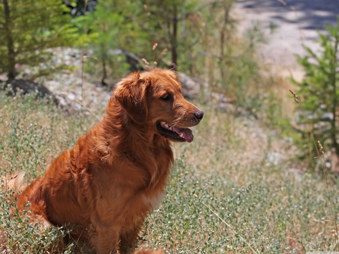 Golden Retriever dog sitting in grass
