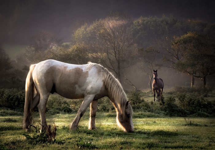 Two horses in a misty field at sunrise