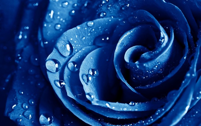 Close-up of a blue rose with water droplets