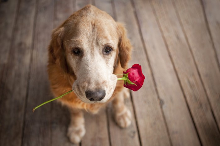 Golden Retriever dog holding a red rose