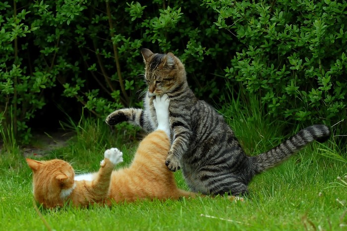 Two cats fighting on grass