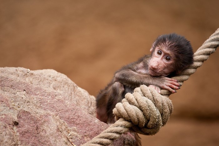 Baby baboon clinging to a rope