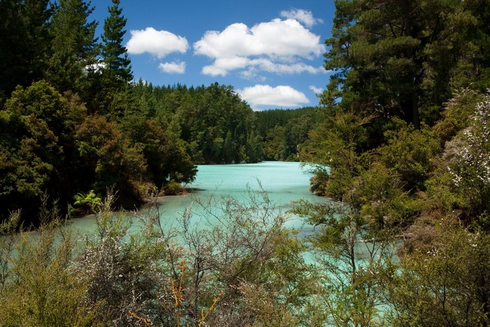 Turquoise Lake Surrounded by Forest in New Zealand