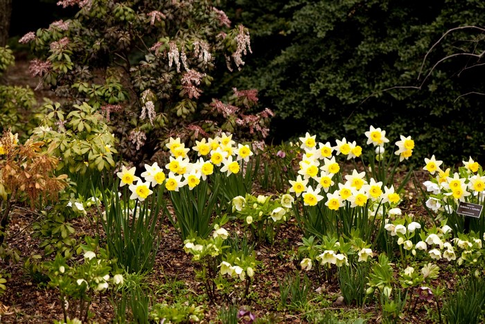 Daffodils and Hellebores in a Garden