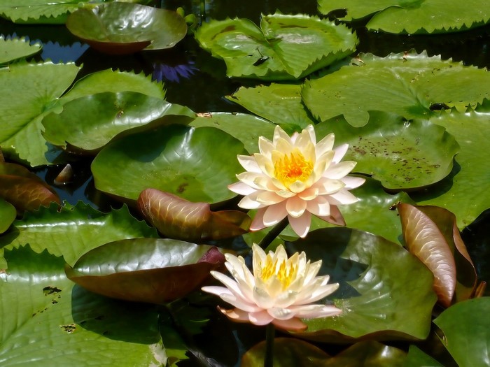 Water lilies on a pond
