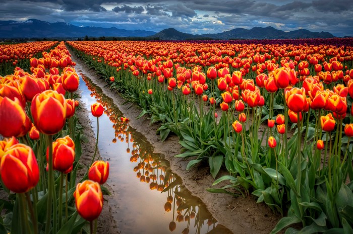 Field of Red and Yellow Tulips with Mountains