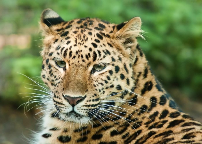 Close-up of an Amur Leopard's face