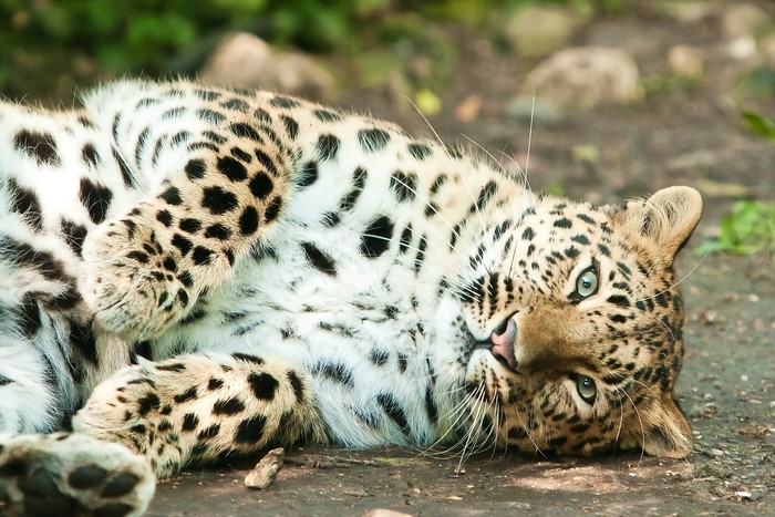 Leopard lying on the ground