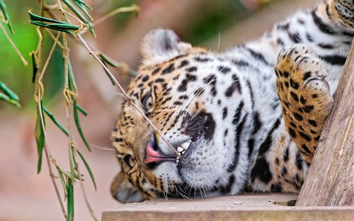 Jaguar lying on wooden platform with branches