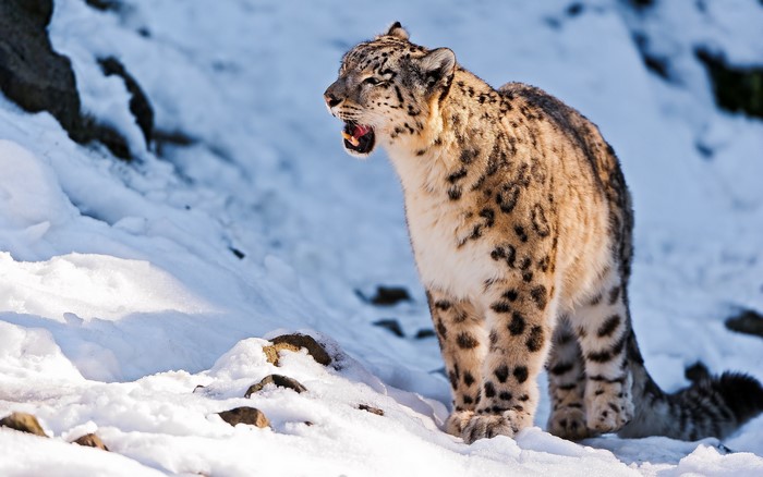 Snow leopard yawning in the snow