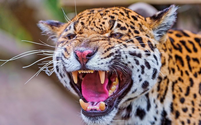 Jaguar snarling with mouth open