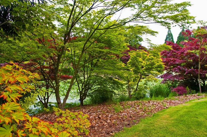 Japanese Maple trees by a pond