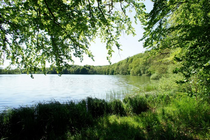 Lake surrounded by trees