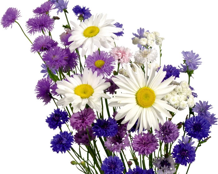 Bouquet of wildflowers