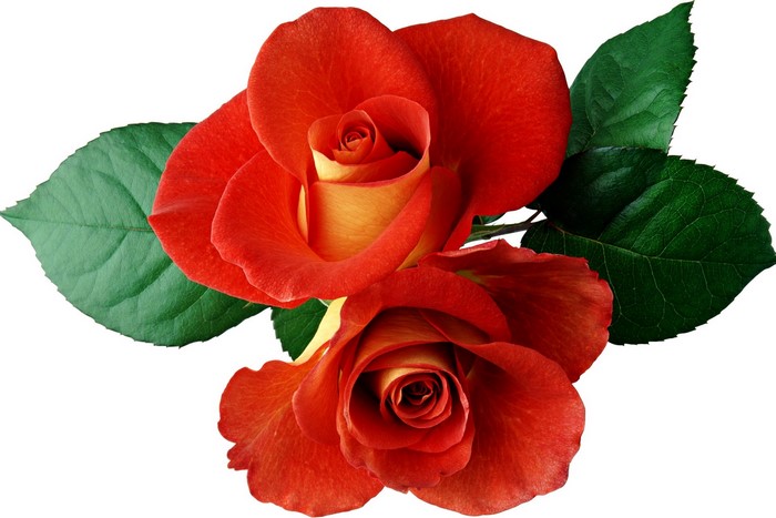 Two red and yellow roses with green leaves