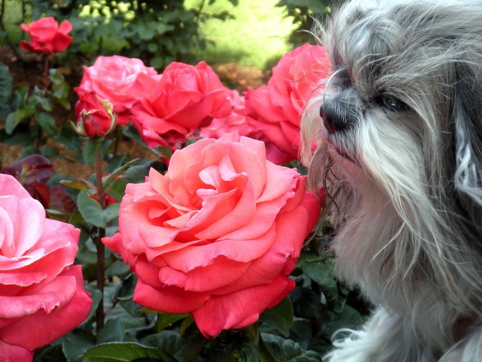 Shih Tzu dog with pink roses