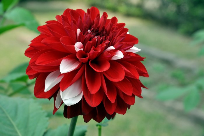 Red and white dahlia flower