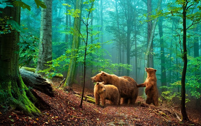 Three brown bears in a misty forest