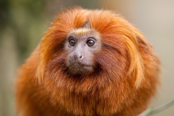 Golden Lion Tamarin monkey close-up