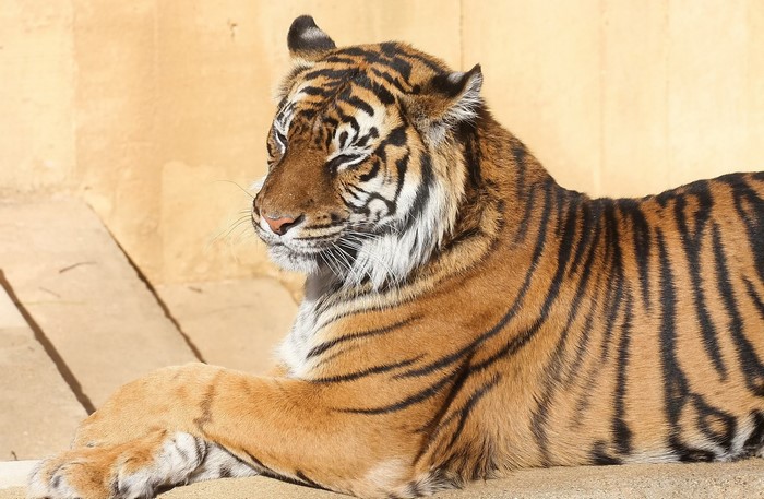 Tiger lying down in front of a sandy wall
