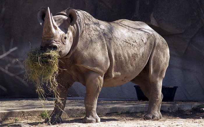 Black rhinoceros eating hay