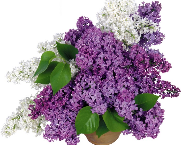 Bouquet of white and purple lilacs in a pot